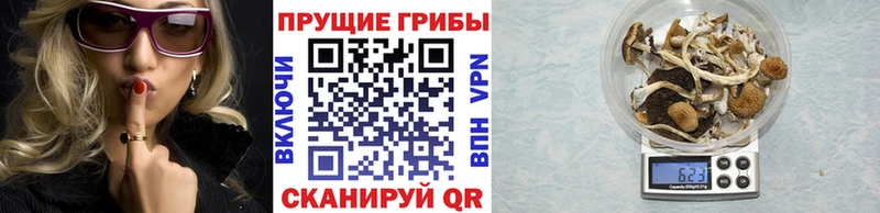 Псилоцибиновые грибы GOLDEN TEACHER  как найти наркотики  Калуга 